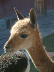 01-A tame vicuña